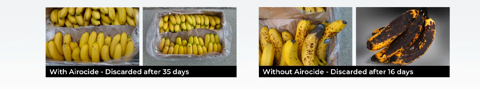 Banana comparison showing firm yellow fruit preserved with Airocide versus overripe blackened fruit without treatment