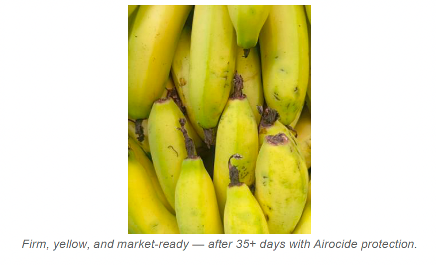 Close-up of firm, yellow, market-ready bananas after 35+ days of Airocide protection in storage